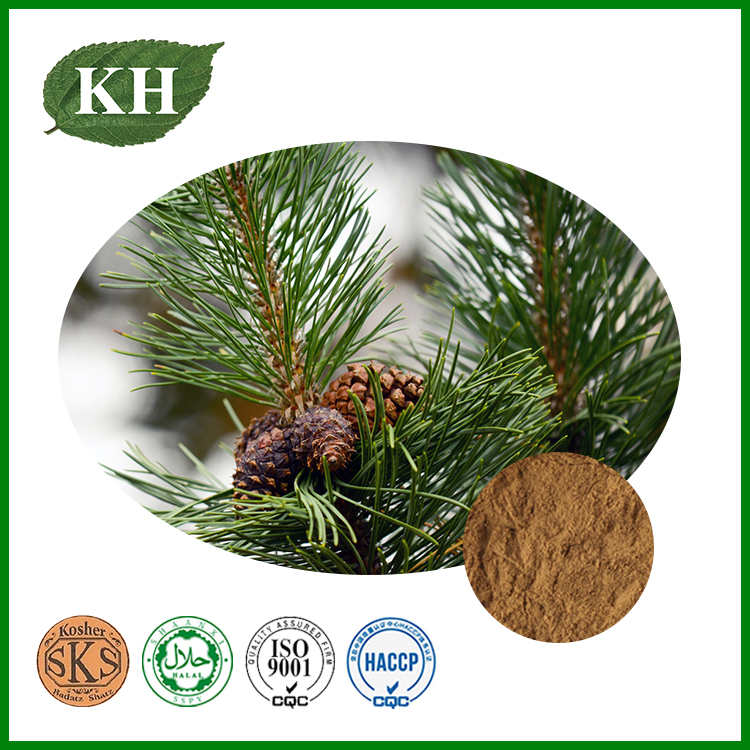 Pine Bark Extract Powder